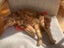 Two pedigree ocicat girls Carousel 10