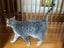 Two pedigree ocicat girls Carousel 13