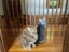 Two pedigree ocicat girls Carousel 8