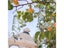Wind Chimes Carousel 7