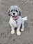9mth bearded collie-shitzu cross Carousel 7