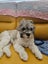 9mth bearded collie-shitzu cross Carousel 5