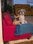 9mth bearded collie-shitzu cross Carousel 9