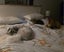 9mth bearded collie-shitzu cross Carousel 10