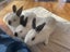 Rabbits/Bunnies- Mini Lop Mix (2 boys 1 girl) Carousel 10