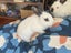 Rabbits/Bunnies- Mini Lop Mix (2 boys 1 girl) Carousel 11