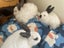 Rabbits/Bunnies- Mini Lop Mix (2 boys 1 girl) Carousel 12
