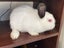 Rabbits/Bunnies- Mini Lop Mix (2 boys 1 girl) Carousel 3