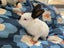 Rabbits/Bunnies- Mini Lop Mix (2 boys 1 girl) Carousel 1