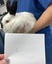 Rabbits/Bunnies- Mini Lop Mix (2 boys 1 girl) Carousel 13