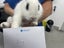 Rabbits/Bunnies- Mini Lop Mix (2 boys 1 girl) Carousel 14