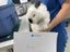 Rabbits/Bunnies- Mini Lop Mix (2 boys 1 girl) Carousel 15