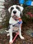 Doreen-Pukekohe Adoption Centre Carousel 2