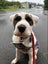Doreen-Pukekohe Adoption Centre Carousel 3