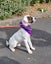 Doreen-Pukekohe Adoption Centre Carousel 4