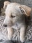WEST HIGHLAND TERRIER X JACK RUSSELL MIX Carousel 4