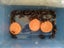 Mega Deluxe Mealworm farm breed your own reptile food Carousel 5