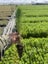 Pinus radiata seedlings (197,435 available) Carousel 1