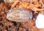 isopods (Reclined Pill Woodlouse) x 15 Carousel 3