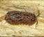 isopods (Reclined Pill Woodlouse) x 15 Carousel 4