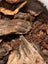 isopods (Reclined Pill Woodlouse) x 15 Carousel 5