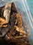 isopods (Reclined Pill Woodlouse) x 15 Carousel 6