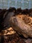 isopods (Reclined Pill Woodlouse) x 15 Carousel 8