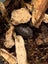 isopods (Reclined Pill Woodlouse) x 15 Carousel 10