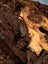 isopods (Reclined Pill Woodlouse) x 15 Carousel 11