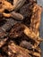 isopods (Reclined Pill Woodlouse) x 15 Carousel 12