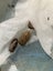 isopods (Reclined Pill Woodlouse) x 15 Carousel 15