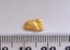 WEST COAST GOLD NUGGET 0.49 GRAMS Carousel 1