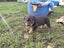 Rottweiler puppies Carousel 3