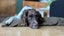Margot is looking for a New Home Carousel 3