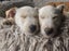 WEST HIGHLAND TERRIER X JACK RUSSELL MIX Carousel 5