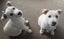 WEST HIGHLAND TERRIER X JACK RUSSELL MIX Carousel 6