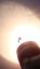 Polished Deep Cabochon Corundum with sapphire inclusion Carousel 7