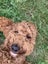 Beautiful Cavoodle Stud fully DNA tested Carousel 3