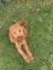 Beautiful Cavoodle Stud fully DNA tested Carousel 4