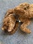 Beautiful Cavoodle Stud fully DNA tested Carousel 5