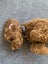 Beautiful Cavoodle Stud fully DNA tested Carousel 6