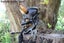 Hannya Mask - Black / Gold Carousel 7