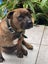 Ruby - Rehome by 30 June, 2 years, Good with Other Dogs, Cats and Children Carousel 2