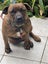 Ruby - Rehome by 30 June, 2 years, Good with Other Dogs, Cats and Children Carousel 3