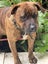 Ruby - Rehome by 30 June, 2 years, Good with Other Dogs, Cats and Children Carousel 5