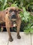 Ruby - Rehome by 30 June, 2 years, Good with Other Dogs, Cats and Children Carousel 7