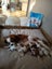 Cavalier King Charles puppies Carousel 4
