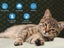 Self Heating Pad for Cat Dog NZ Clearance Carousel 2