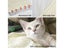 Self Heating Pad for Cat Dog NZ Clearance Carousel 4