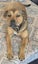 Mastiff Rottweiler cross Puppies Carousel 5